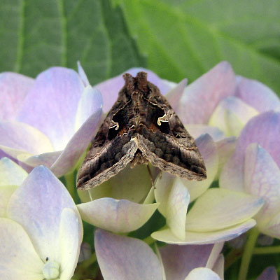 Borboletas e Traças