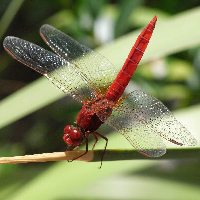 Libélulas e libelinhas